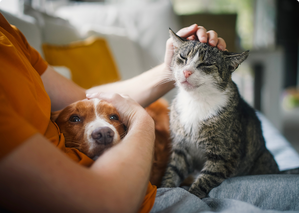 Pessoa acariciando um cachorro caramelo e um gato malhado cinza no sofá.